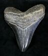 Serrated Megalodon Tooth - South Carolina #21251-1